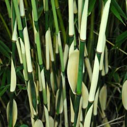 Bamboo Fargesia robusta 'Pingwu'